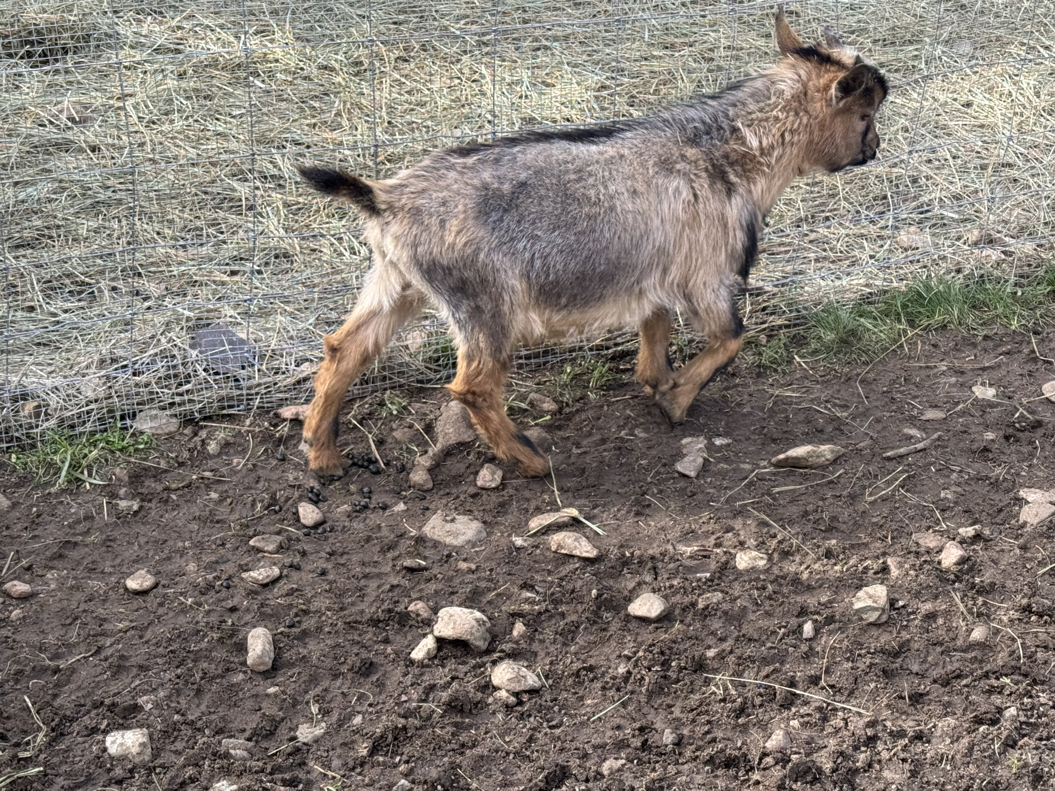 Morphus — Nigerian Dwarf Goats