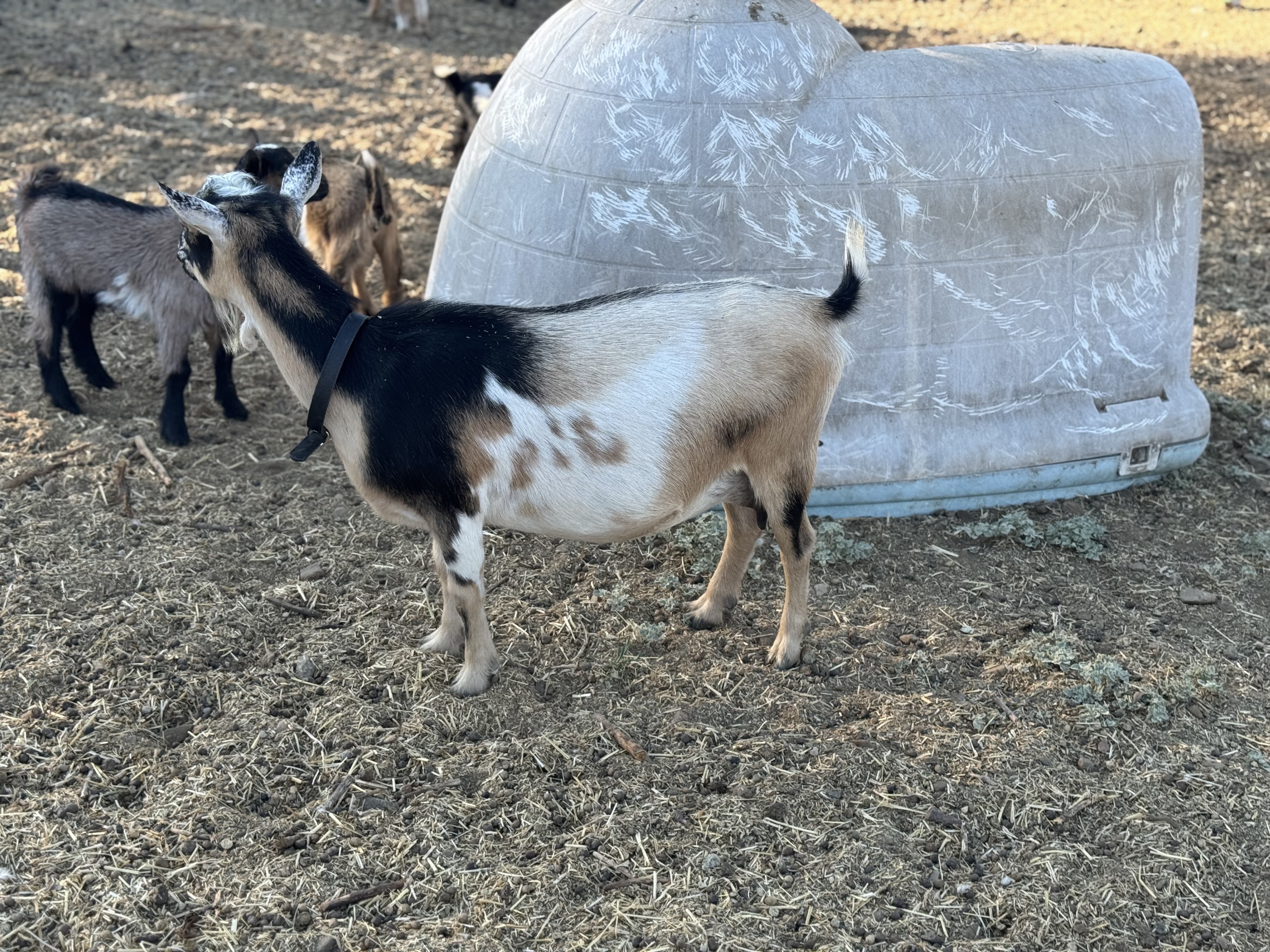 Gwenie  — Nigerian Dwarf Goats